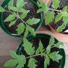 Tomato Plants are Ready