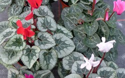 cyclamen at Downside Nurseries
