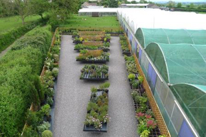 Shrub display area at Downside Nurseries