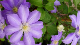 Lathyrus Rotundifolia