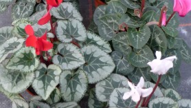 Cyclamen