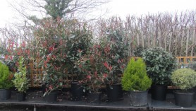 Downside's refurbished shrub growing area