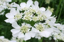 Orlaya grandiflora will flower throughout the summer. Good crop available here at Downside Nurseries from May.