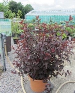 Physocarpus opulifolius 'Lady in Red