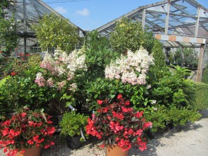 Hydrangea Paniculata 'Pinky Winky' display at Downside Nurseries Hydrangea Paniculata 'Pinky Winky'
