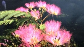 Albizia jul Tropical Dream