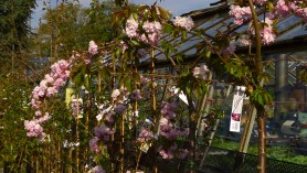 Prunus serrulata cheals weeping cherry