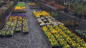 Pansies at Downside 09 Oct 14