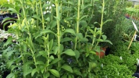 Stevia