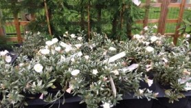 Convolvulus cneorum