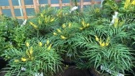 Mahonia eur 'Soft Caress'