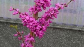 Cercis Eninensis 'Avondale'