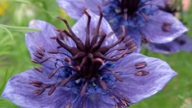 Image of Nigella hispanica