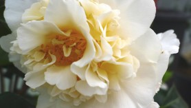 Camellia Japonica Brushfield Yellow at Downside Nurseries