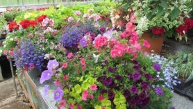Hanging Baskets at Downside Nurseries