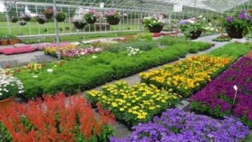 Pack Bedding at Downside Nurseries