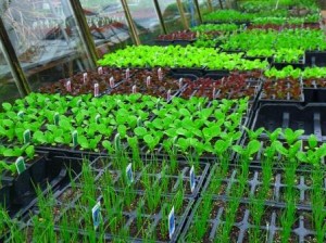 a few of our salad and vegetable plants at Downside Nurseries