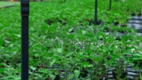 Tomato Plants at Downside Nurseries