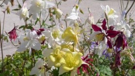 Mixed Aquilegia at Downside Nurseries
