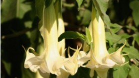 Brugmansia (angel's trumpet)