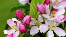 Fruit Trees at Downside Nurseries
