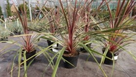 Image of Cordyline australis Can Can-Cabbage Palm is a tropical looking evergreen with spiky foliage is a tropical looking evergreen with spiky foliage