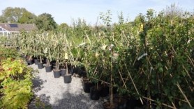 Fruit Trees remaining at Downside 29 Sept