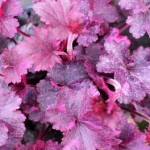 Heuchera Midnight Rose at Downside