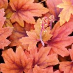 Image of Heucherella Sweet Tea