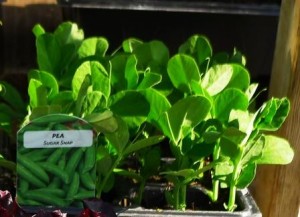 Image of Pea Sugar Snap for web, image taken in May
