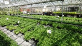 Image of Wallflowers at Downside which come in dwarf mixed & Persian carpet mixed and self-colours in sunset yellow, orange, white, apricot & treasure red.