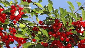 Morello Cherries v dessert cherries