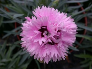 Fizzy is one of the Whetman Pink Alpine Early Bloomers available at Downside Nurseries