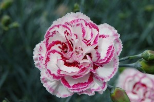 Gran's Favourite - one of the Garden Pinks available at Downside Nurseries