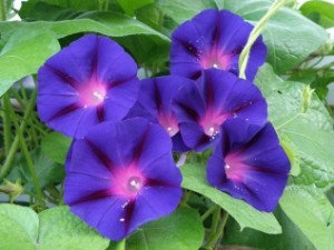 Ipomoea purpurrea 'Grandpa Ott'