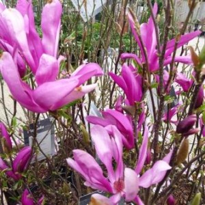 Magnolia 'Susan' at Downside Nurseries