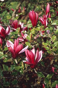 Magnolia liliiflora 'Nigra' (black lily magnolia) at Downside Nurseries with thanks to RHS for the image
