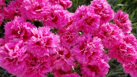 Morning Star alpine pink at Downside Nurseries - one of the Whetman Pinnks
