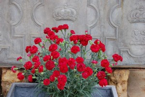 Passion Planter - one of the Pot Patio Scent First varieties of Whetman Pinks available at Downside Nurseries