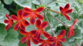 Image of specialist nurseries Downside's Pelargonium ardens