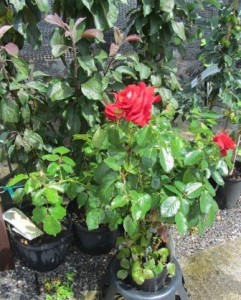 Image of ruby rose at Downside Nurseries
