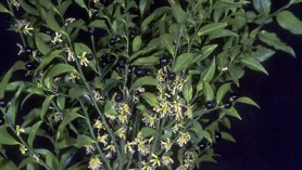 image of Sarcococca confusa (RHS image)