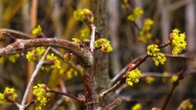 Cornus mas - One of the bee-friendly plants at Downside Nurseries
