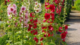 Hollyhocks-at-Loseley-Park-.-Image-by-Lisa-Cox