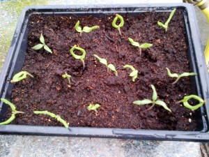 An example of tomato rogues