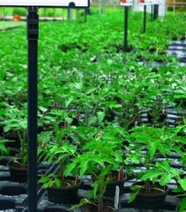 Tomatoto Plants at Downside Nursery