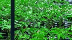 Tomatoto Plants at Downside Nursery Cropped WEB