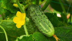 Bright yellow flower of cucumber and ripe vegetable behind
