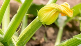 Close up of fresh zucchini with flowers