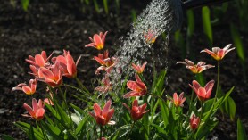 Watering your plants